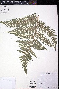 Cyathea loheri image