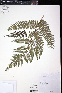 Cyathea loheri image