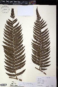 Cyathea megalosora image