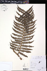 Cyathea megalosora image
