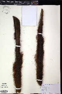 Dicksonia mollis image