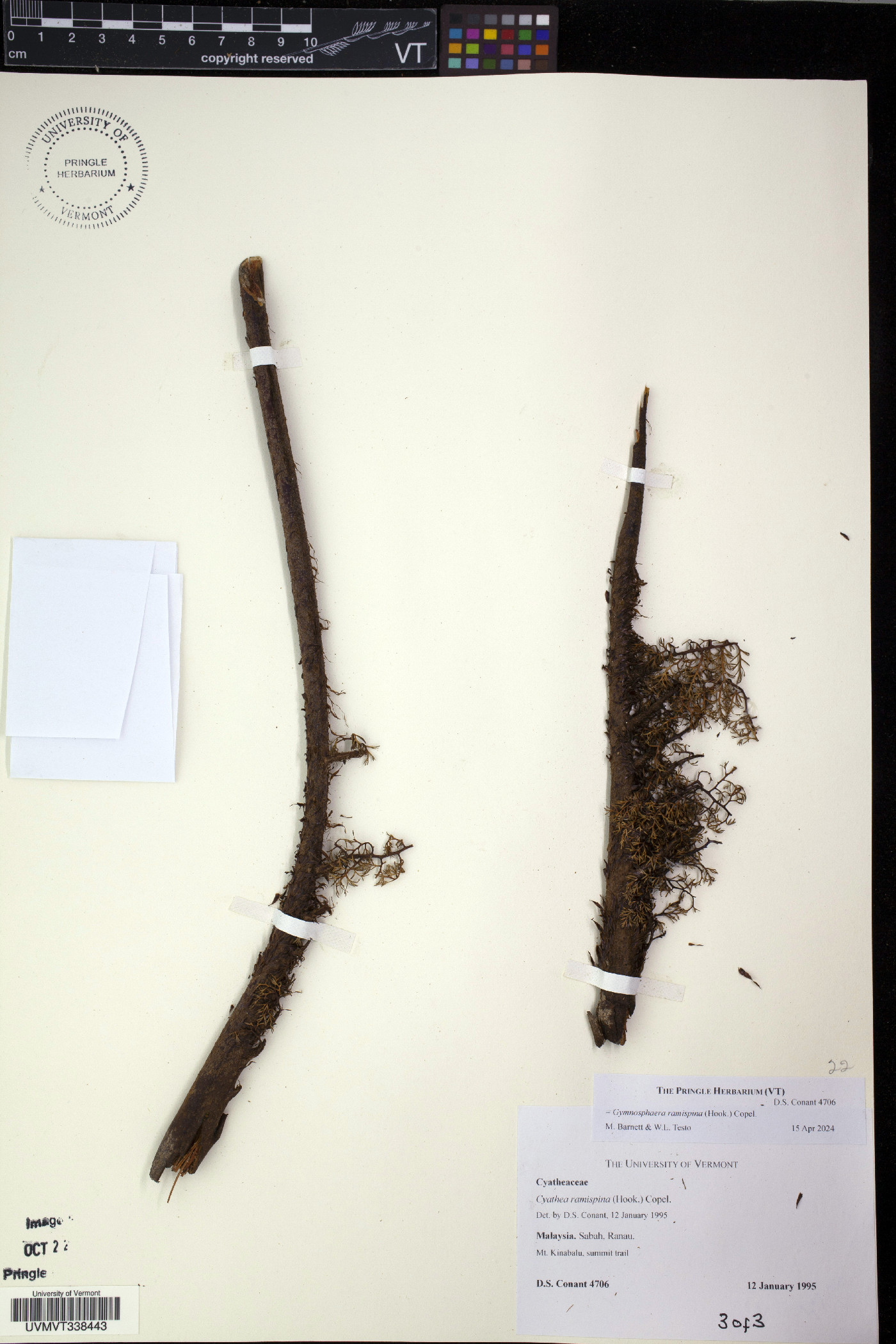 Gymnosphaera ramispina image