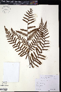 Gymnosphaera ramispina image