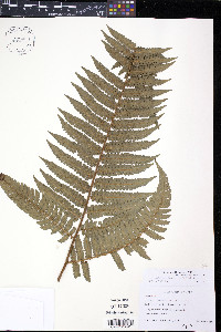Cyathea trichodesma image
