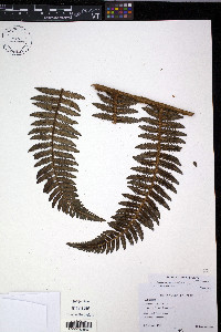 Cyathea havilandii image