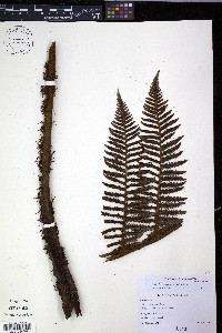 Cyathea havilandii image