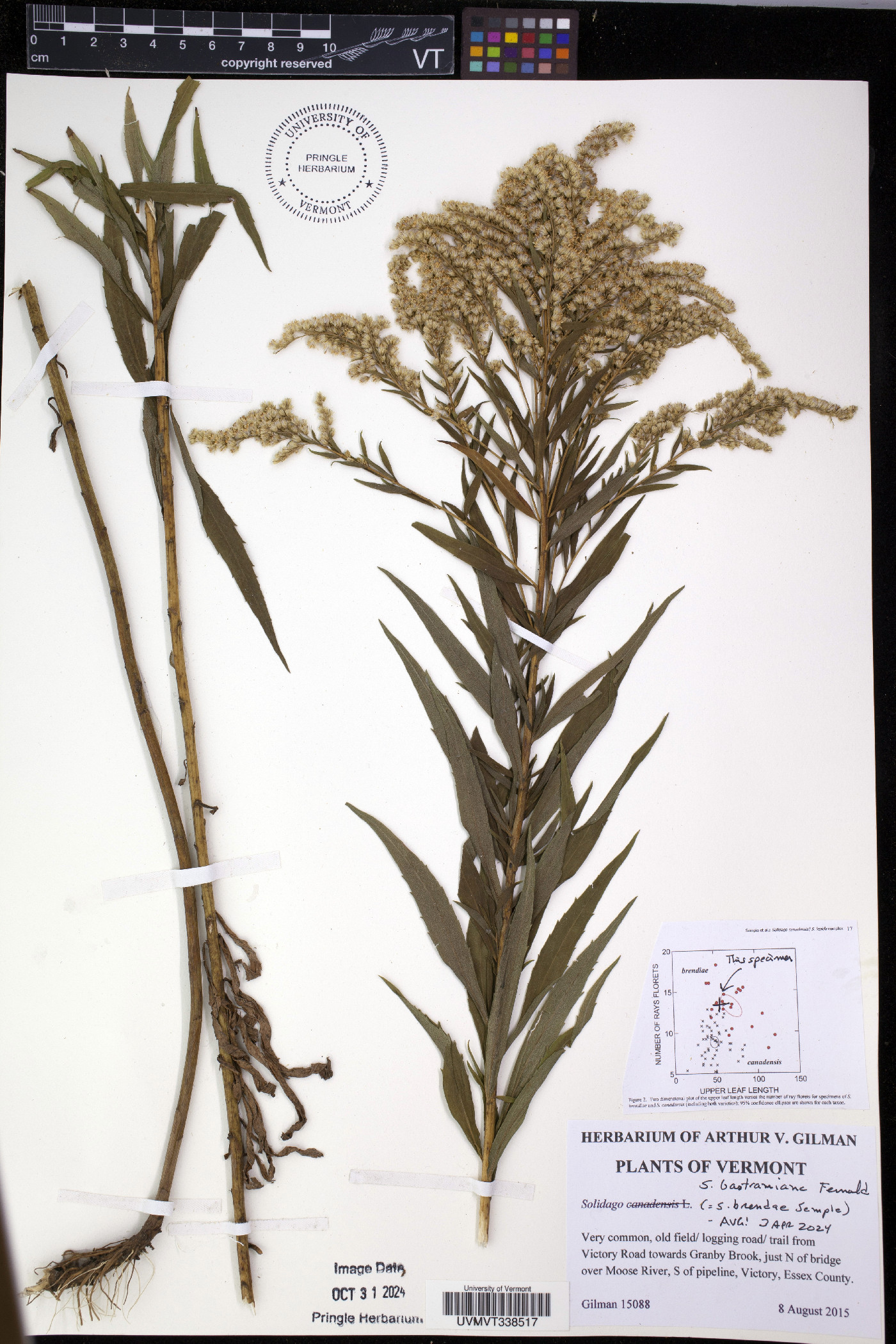 Solidago bartramiana image