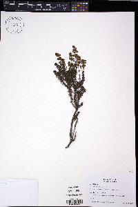 Valeriana microphylla image