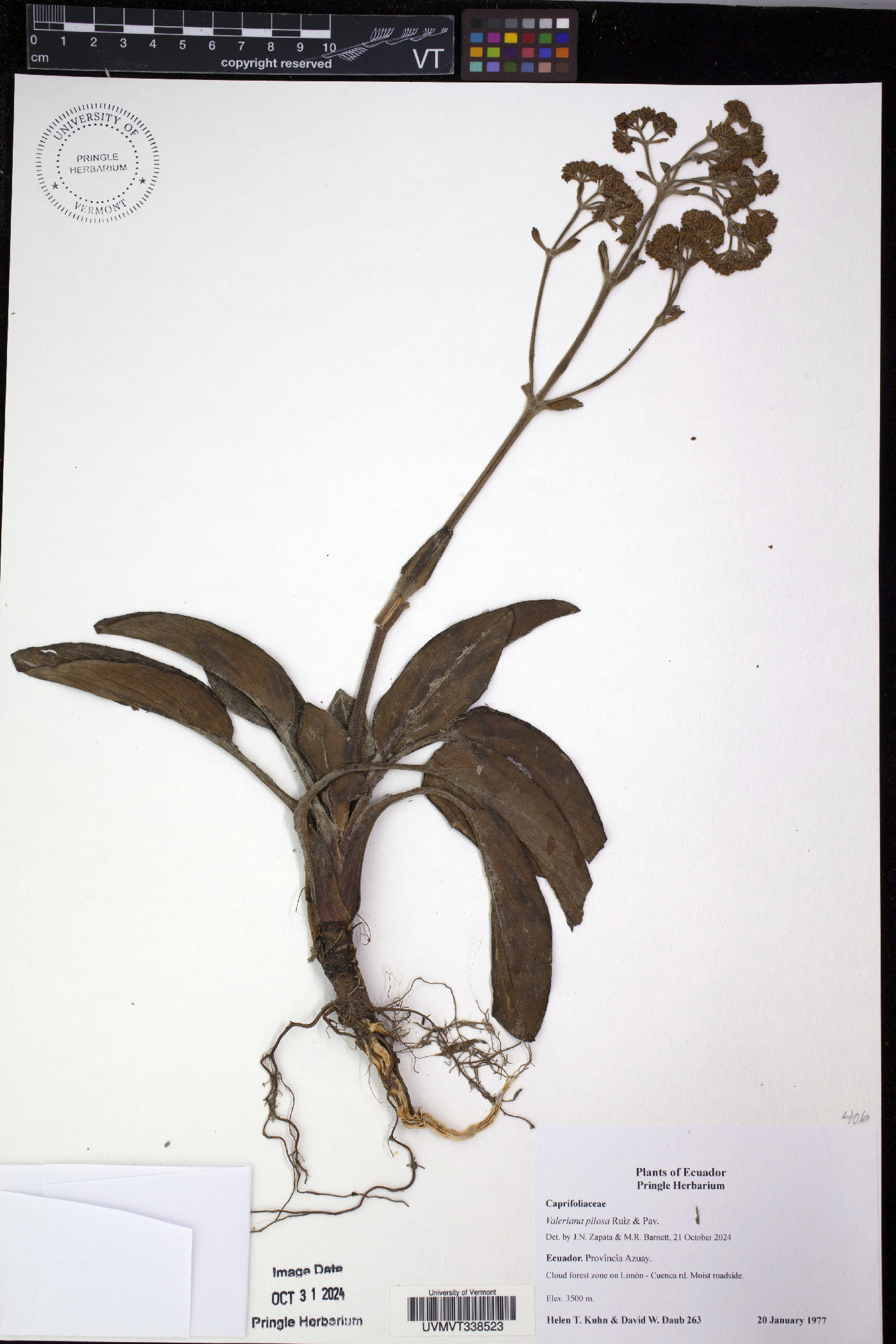 Valeriana pilosa image