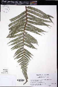 Polystichum lehmannii image