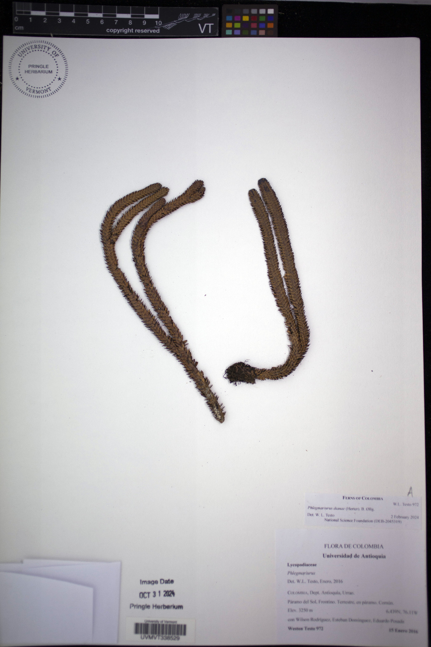 Phlegmariurus dianae image