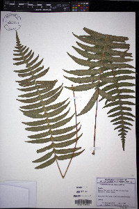 Serpocaulon falcaria image