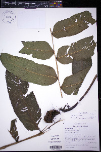 Meniscium andreanum image