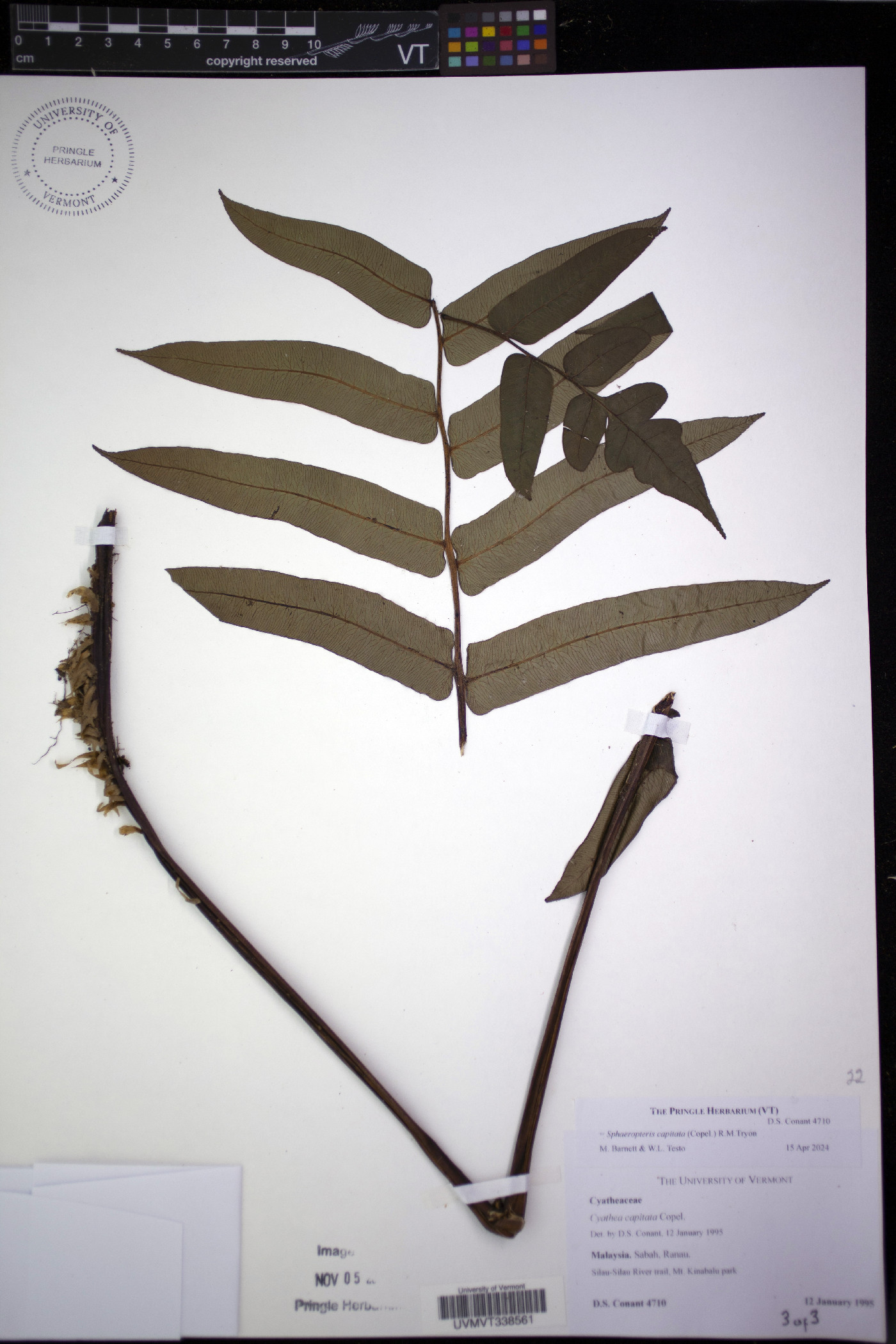 Cyathea capitata image