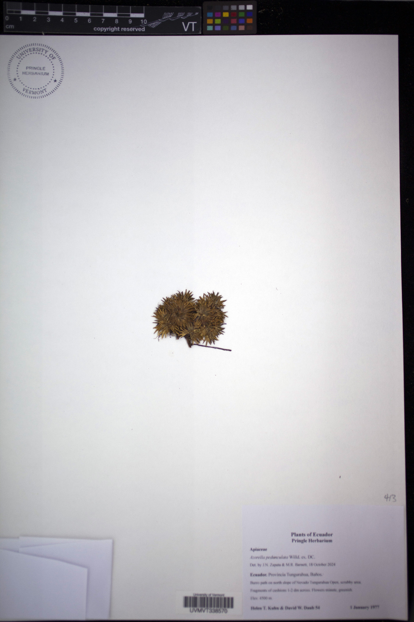 Azorella pedunculata image