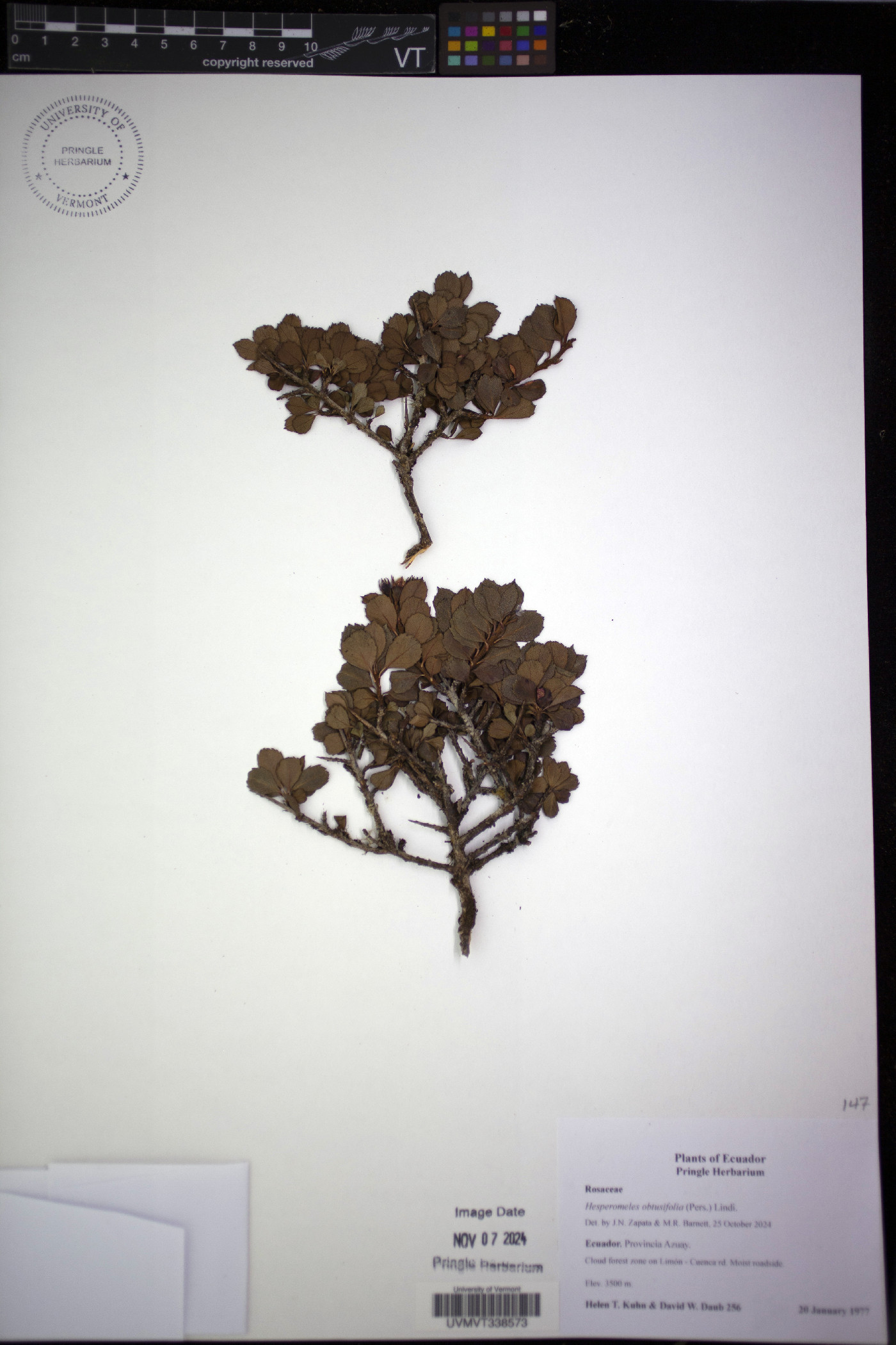 Hesperomeles obtusifolia image