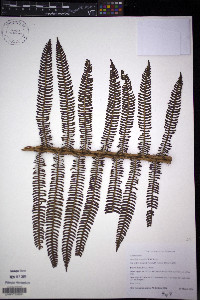 Alsophila bryophila image