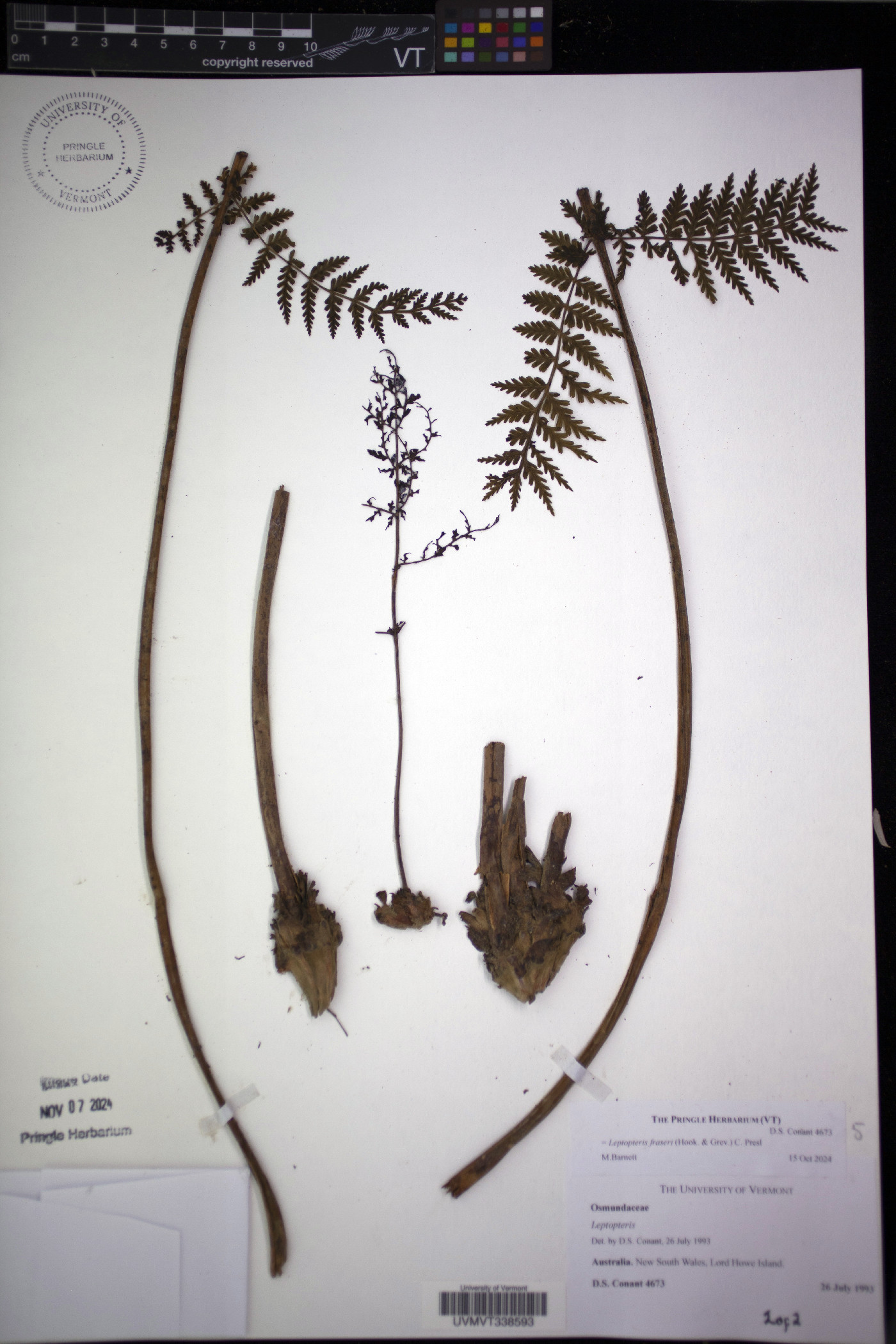 Leptopteris fraseri image