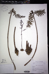 Leptopteris fraseri image