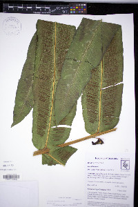 Hemidictyum marginatum image