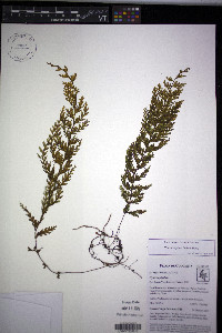 Hymenophyllum lindenii image