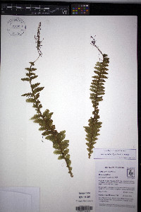 Hymenophyllum dependens image