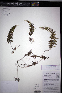 Hymenophyllum lindenii image
