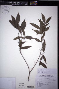 Antidesma japonicum image