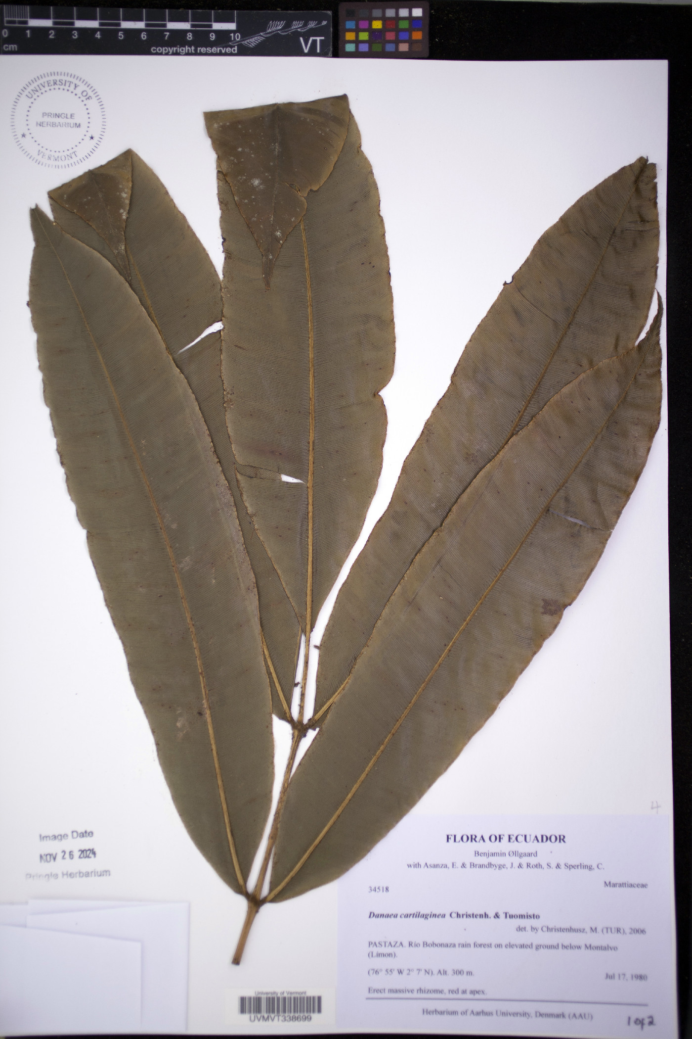 Danaea cartilaginea image
