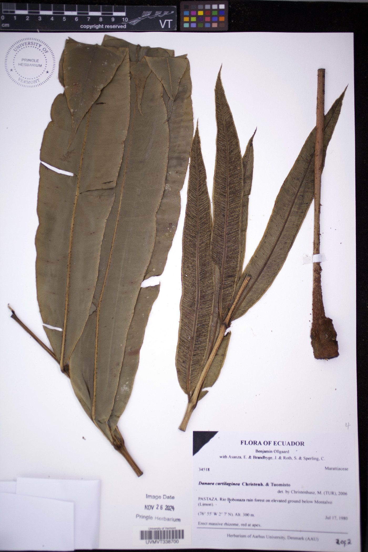 Danaea cartilaginea image