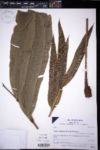 Media resource of Danaea cartilaginea