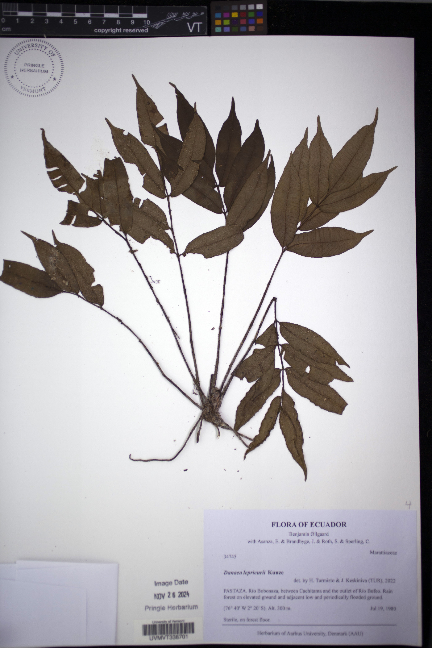 Danaea leprieurii image