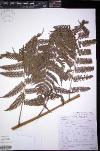 Diplazium polypodioides image