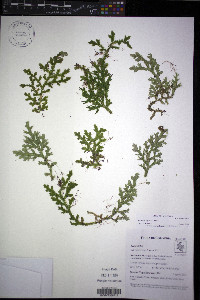Selaginella applanata image