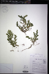 Selaginella producta image