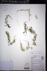 Selaginella flagellata image