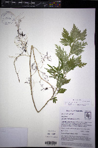Selaginella plana image