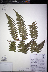 Dennstaedtia obtusifolia image
