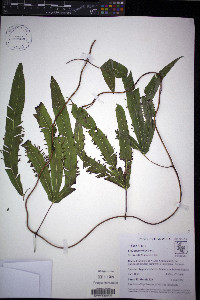 Lygodium volubile image