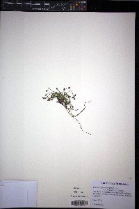 Eleocharis flavescens var. olivacea image