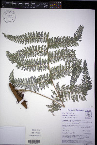 Polybotrya lechleriana image