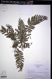 Danaea oblanceolata image