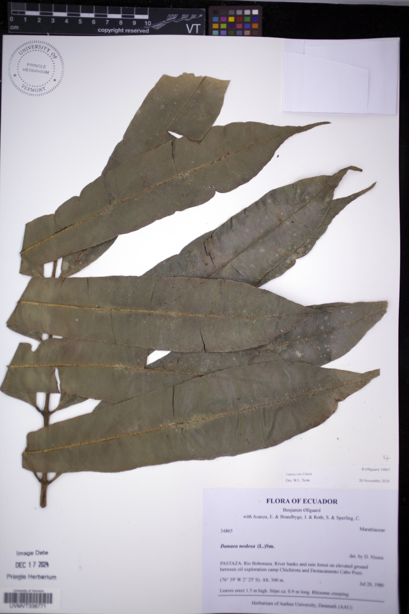 Danaea ulei image