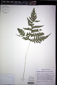 Phegopteris excelsior image
