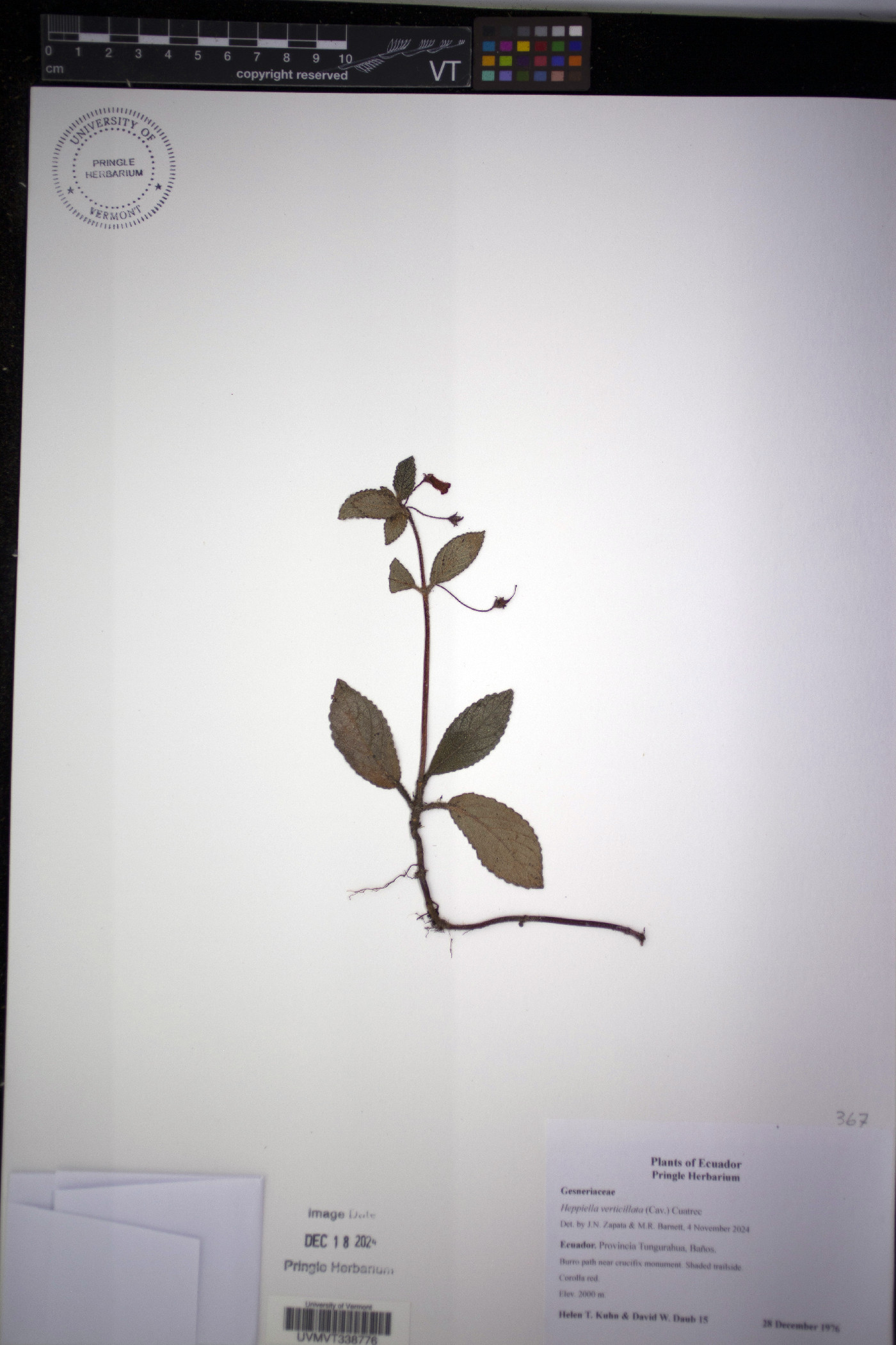 Heppiella verticillata image