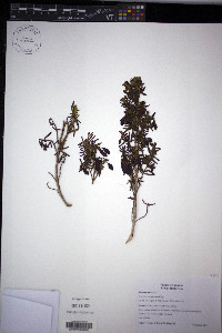 Media resource of Brachyotum alpinum