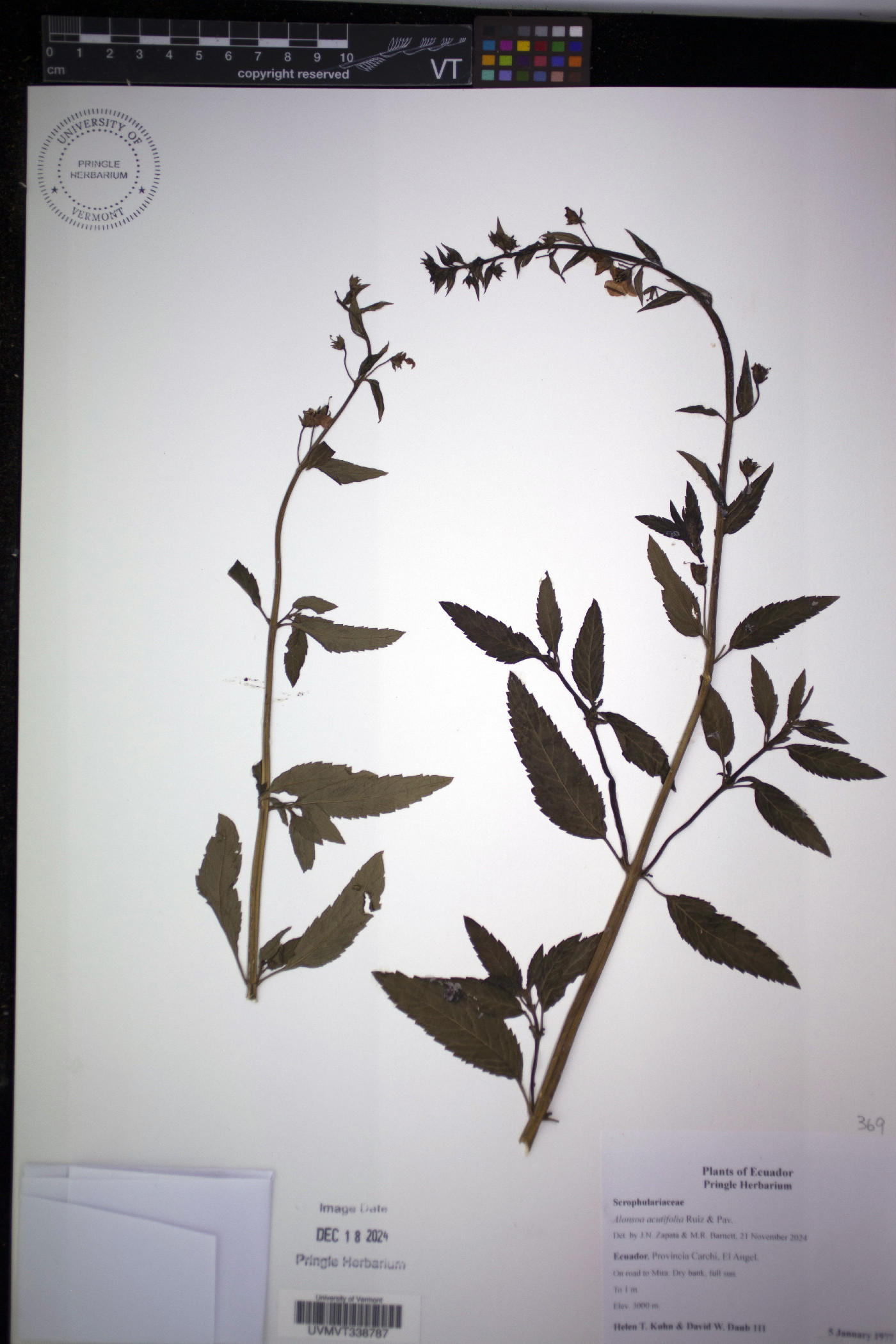 Alonsoa acutifolia image