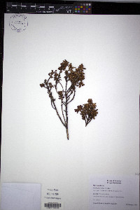 Brachyotum fictum image