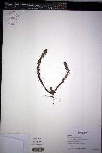 Media resource of Lachemilla angustata