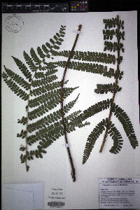 Polystichum concinnum image